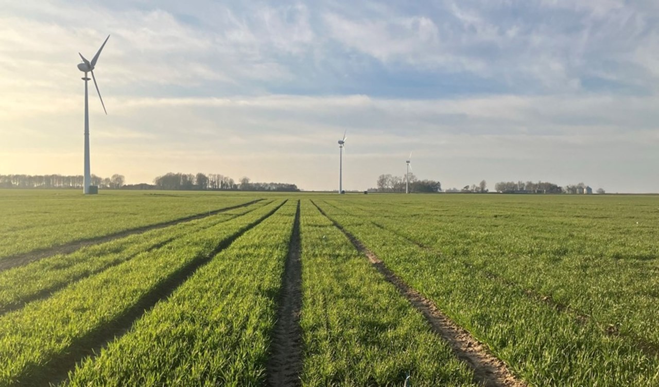 Winter wheat variety plots in a field on a sunny day with wind turbines.